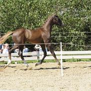 Dansk Varmblod Duné