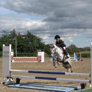 Welsh Pony (sec B) Korreborgs Ultimo (Min bedste ven) (SOLGT OG SAVNE