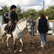 Welsh Pony (sec B) Korreborgs Ultimo (Min bedste ven) (SOLGT OG SAVNE