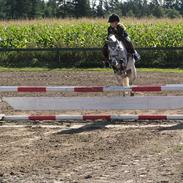 Welsh Pony (sec B) Korreborgs Ultimo (Min bedste ven) (SOLGT OG SAVNE