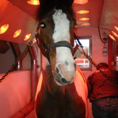 Hollandsk Sportspony Pinkster (Nemo)  B-Pony