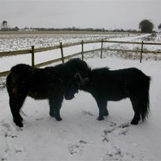 Shetlænder skinderups Lille solgt 