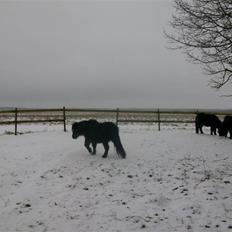 Shetlænder skinderups Lille solgt 