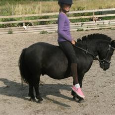 Shetlænder Eges Filur (Anton) 