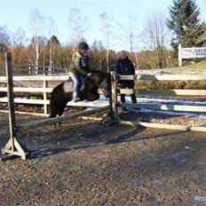 Shetlænder Eges Filur (Anton) 