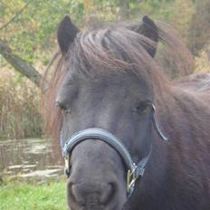 Shetlænder Eges Filur (Anton) 