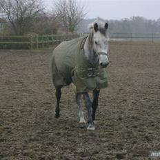 Dansk Varmblod Møgelhøjgårds Cupido solgt