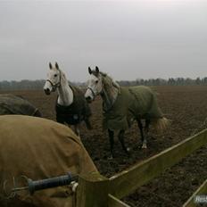 Dansk Varmblod Møgelhøjgårds Cupido solgt
