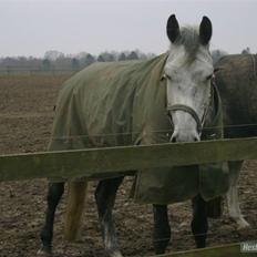 Dansk Varmblod Møgelhøjgårds Cupido solgt