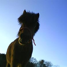 Anden særlig race Lucky/solgt.