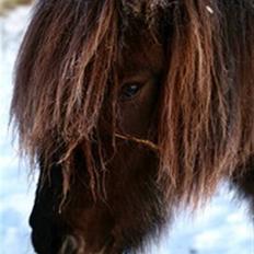 Islænder Hugrunn  krogagre*SOLGT*