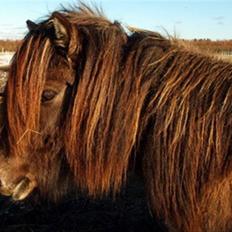 Islænder Hugrunn  krogagre*SOLGT*