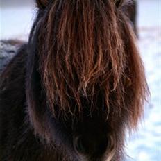 Islænder Hugrunn  krogagre*SOLGT*