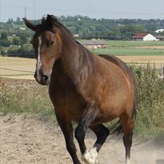 Anden særlig race Jasmin