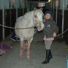 Welsh Mountain (sec A)  Blanding, Flicka