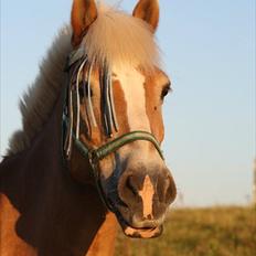 Haflinger Kong Fu