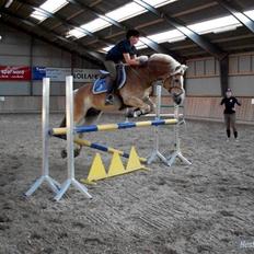 Haflinger Kong Fu