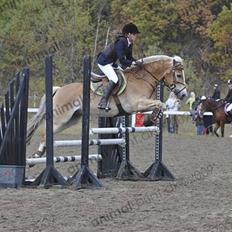 Haflinger Kong Fu