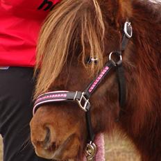 Shetlænder  Pinky Diva solgt