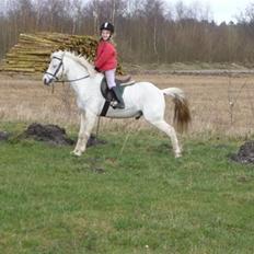 Welsh Pony (sec B) Korreborgs Figaro