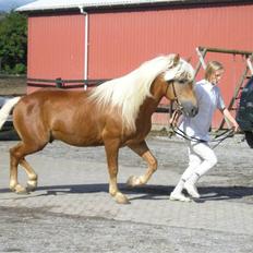 Haflinger Wito (basse) 