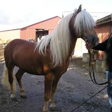 Haflinger Wito (basse) 