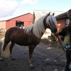Haflinger Wito (basse) 