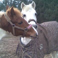 Anden særlig race cavalir(solgt)