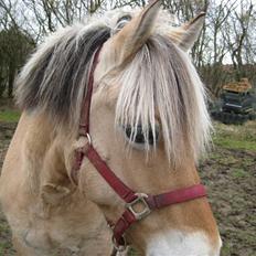 Fjordhest Sally - Solgt