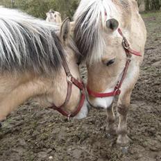 Fjordhest Sally - Solgt