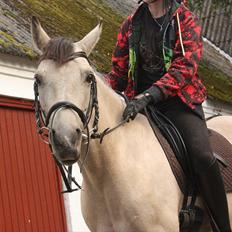 Anden særlig race Roosgårdens Cheik