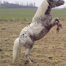 Knabstrupper Herkules RIP