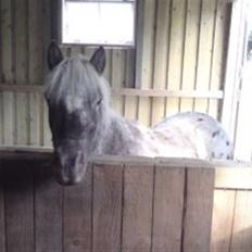 Knabstrupper Herkules RIP