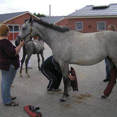 Sportsaraber (A) Attika