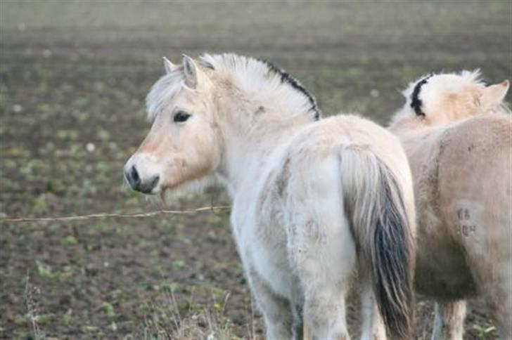 Fjordhest Bjørka Frølunde - Bjørka en kold vinterdag billede 4