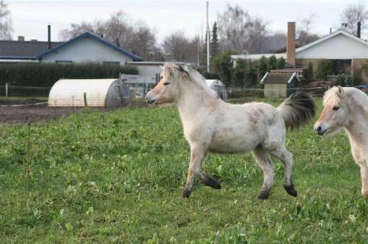 Fjordhest Bjørka Frølunde - Bjørka i trav billede 6