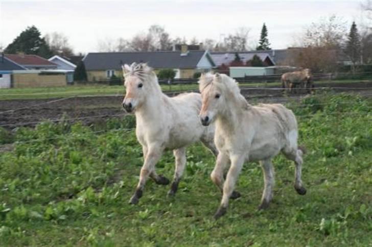 Fjordhest Bjørka Frølunde - Bjørka Frølunde og Babett Frølunde i trav. Bjørka til venstre billede 7