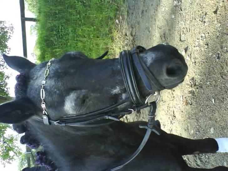 Shetlænder Penny billede 4