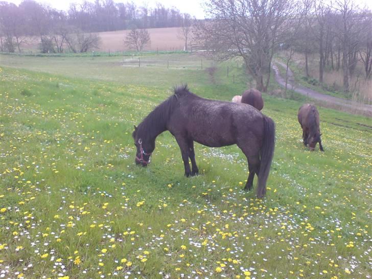 Shetlænder Penny billede 5