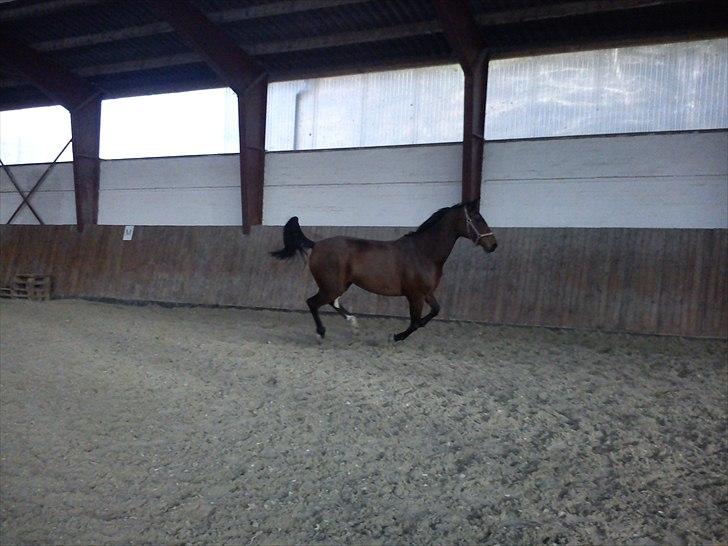 Anden særlig race Nikita   *TUTTE*   >>VBH<< - 10/ Nikita løs i hallen hos Horse Travel d. 28 oktober 2010. (Foto: Mig)  billede 10