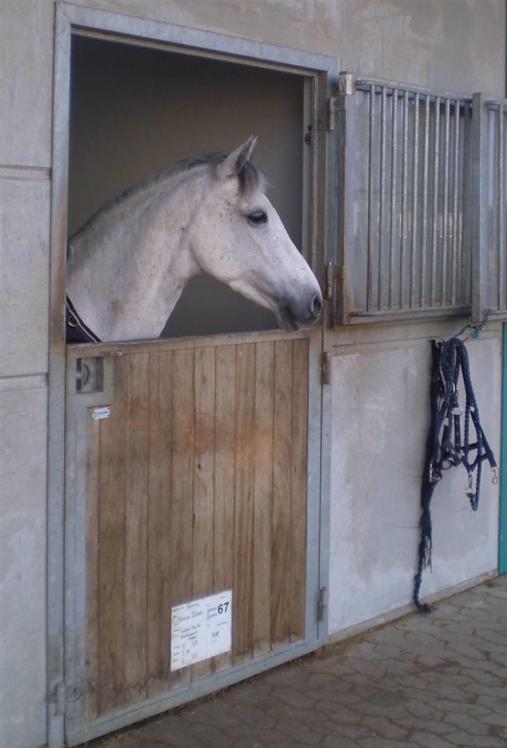 Hollandsk Sportspony Bertha billede 1