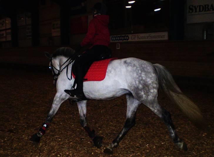 Hollandsk Sportspony Bertha billede 2