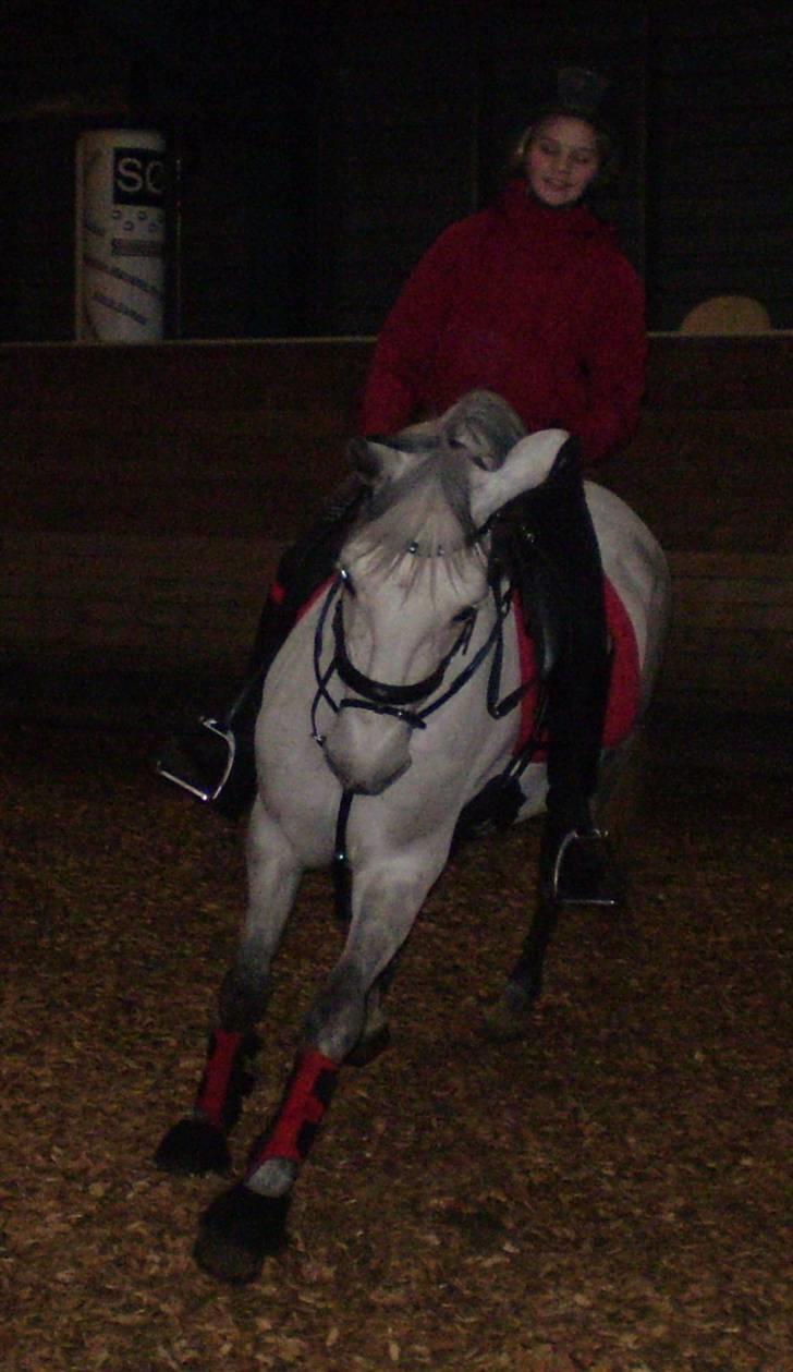 Hollandsk Sportspony Bertha billede 3