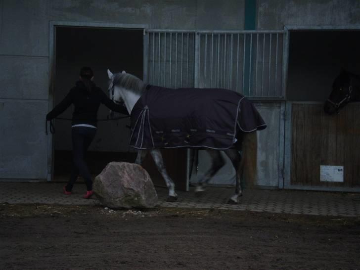 Hollandsk Sportspony Bertha billede 4