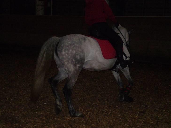 Hollandsk Sportspony Bertha billede 6