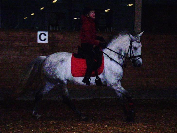 Hollandsk Sportspony Bertha billede 7