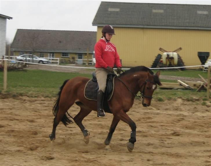 Traver Danielle *Solgt* - Vores sidste dressur-time d. 4 april 2008 billede 15