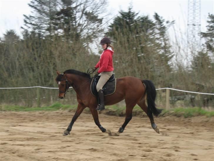 Traver Danielle *Solgt* - Vores sidste dressur-time d. 4 april 2008 billede 16