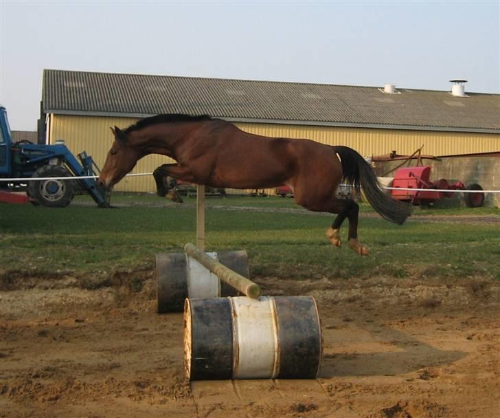 Traver Danielle *Solgt* - Daaamn den hest kunne springe!! At springet så ikke var højere... Tja.. Haha :b billede 17