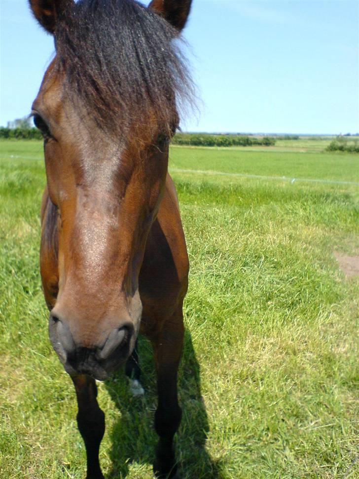 Traver Herman K - herman 2006 kort tid efter har fået ham hjem billede 2